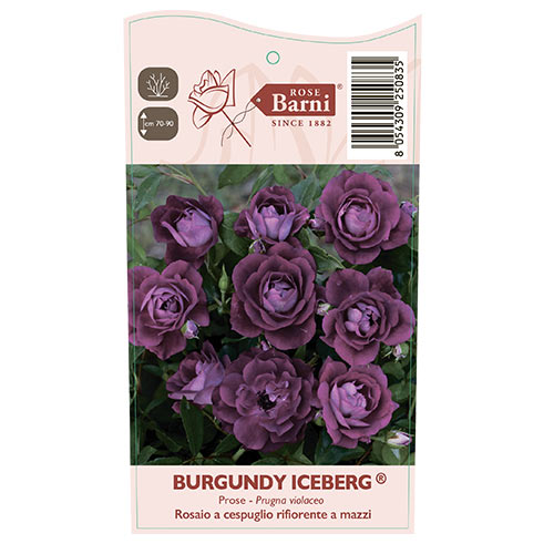 Vrtnica floribunda Burgundy Iceberg®, C5 slika 5 članek 6146