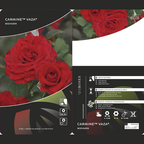 Vrtnica floribunda Carmine™ Vaza ®, С3 slika 2 članek 6171