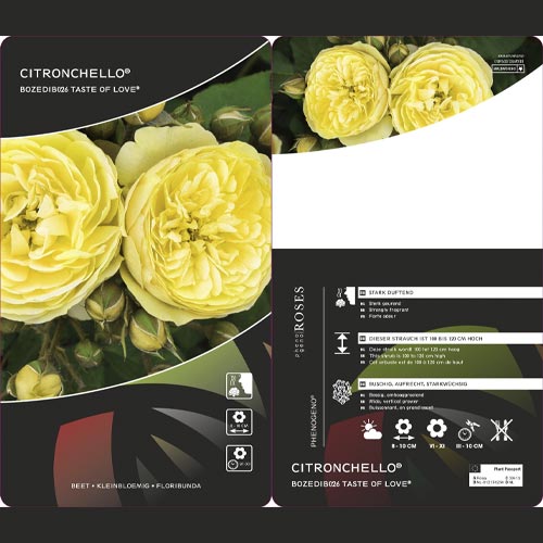 Vrtnica floribunda Citronchello™, С3 slika 2 članek 5821