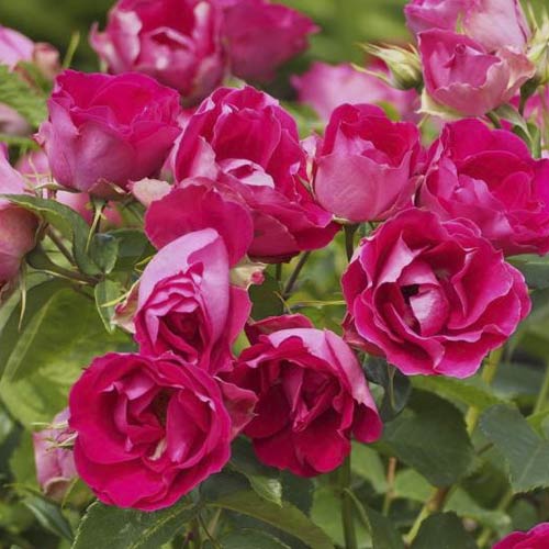 Vrtnica floribunda Czeslaw Milosz® slika 3 članek 6192