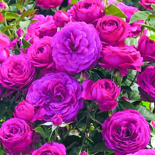 Vrtnica floribunda Dark Pink slika 1 članek 5882