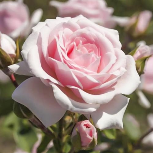 Vrtnica floribunda Diadem slika 1 članek 6207