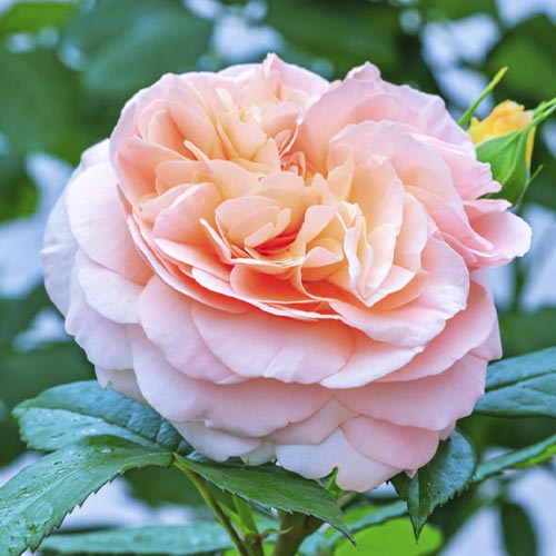 Vrtnica floribunda Duchess of Cornwall slika 1 članek 6208