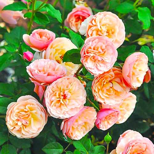 Vrtnica floribunda Eveline Wild slika 1 članek 4995