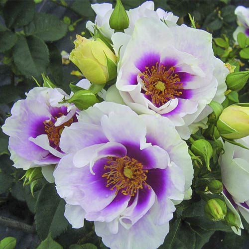 Vrtnica floribunda Eyes for You®, C5 slika 2 članek 5507
