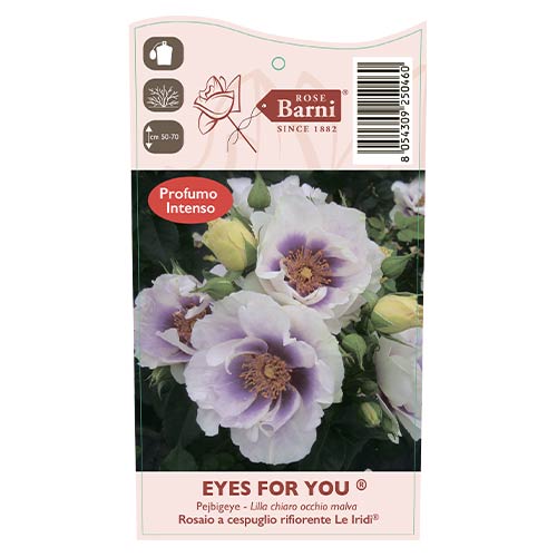 Vrtnica floribunda Eyes for You®, C5 slika 5 članek 5507