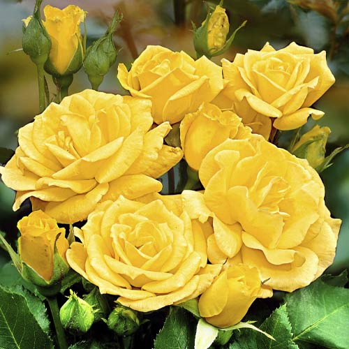 Vrtnica floribunda Friesia slika 1 članek 6209