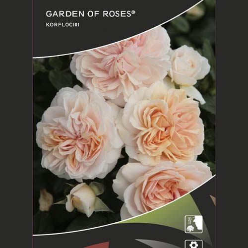 Vrtnica floribunda Garden of Roses ®, C5 slika 2 članek 5822