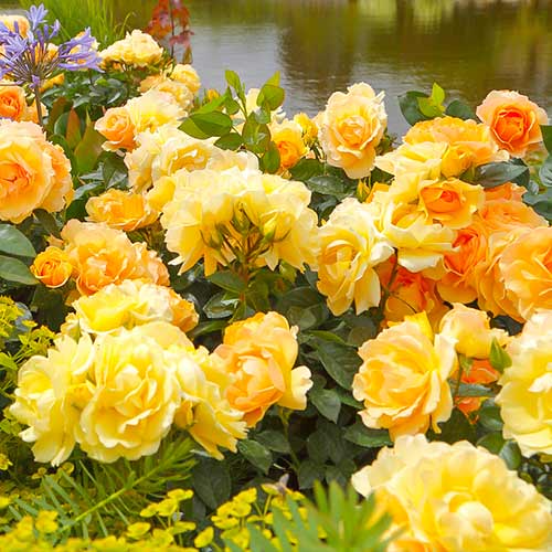 Vrtnica floribunda Hansestadt Rostock slika 1 članek 5508