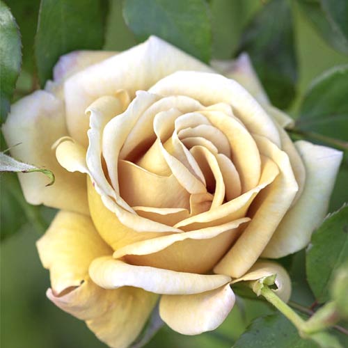 Vrtnica floribunda Honey Dijon®, C5 slika 1 članek 6144