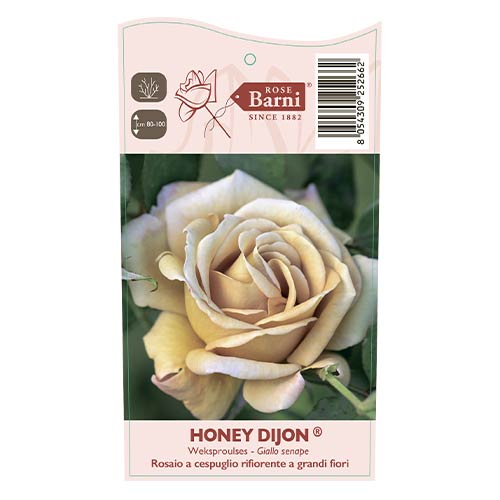Vrtnica floribunda Honey Dijon®, C5 slika 3 članek 6144