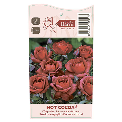 Vrtnica floribunda Hot Cocoa®, C5 slika 5 članek 5509