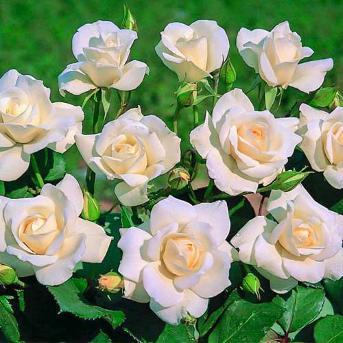 Vrtnica floribunda Iceberg ®, C5 slika 1 članek 5510