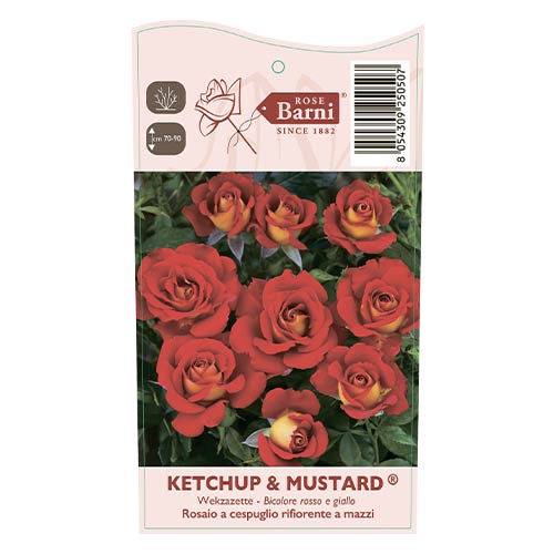 Vrtnica floribunda Ketchup & Mustard®, C5 slika 4 članek 5512
