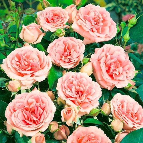 Vrtnica floribunda Kimono, root ball slika 1 članek 2253