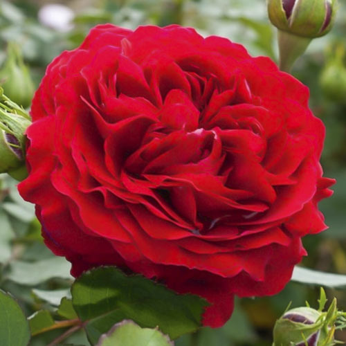 Vrtnica floribunda Kronborg slika 1 članek 6213