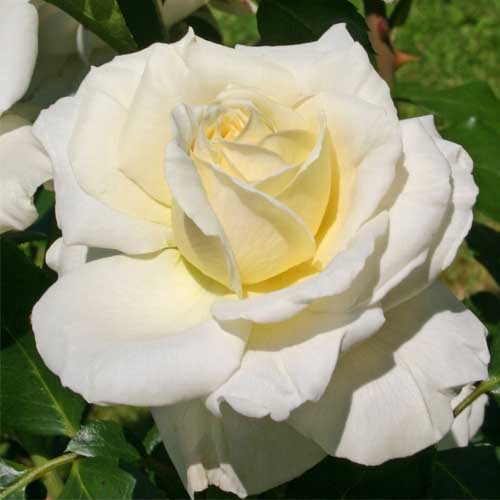 Vrtnica floribunda Kronprinsesse Mary ®, С5 slika 1 članek 4970