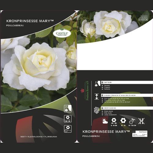 Vrtnica floribunda Kronprinsesse Mary ®, С5 slika 2 članek 4970