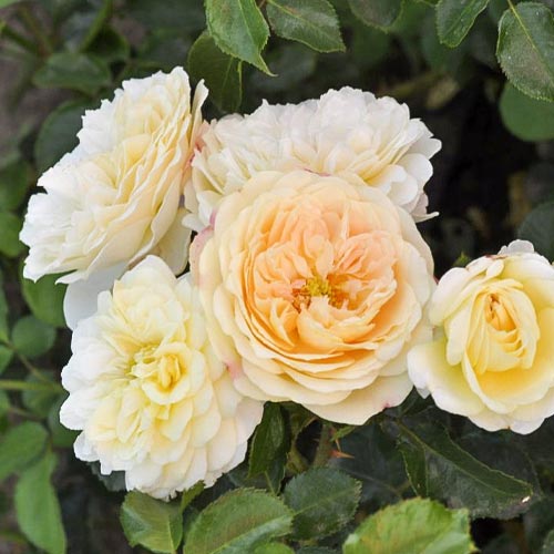 Vrtnica floribunda Lemon™ Vaza ®, С5 slika 1 članek 4989
