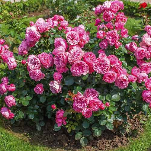 Vrtnica floribunda Leonardo da Vinci ®, C3 slika 2 članek 4553