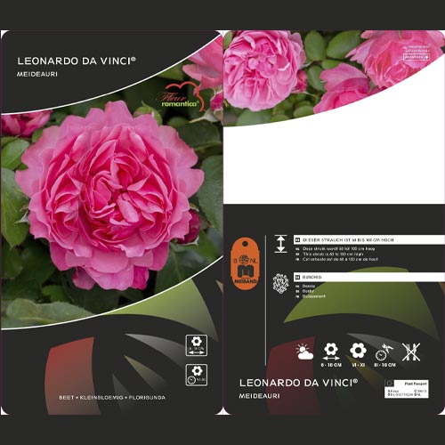 Vrtnica floribunda Leonardo da Vinci ®, C3 slika 3 članek 4553