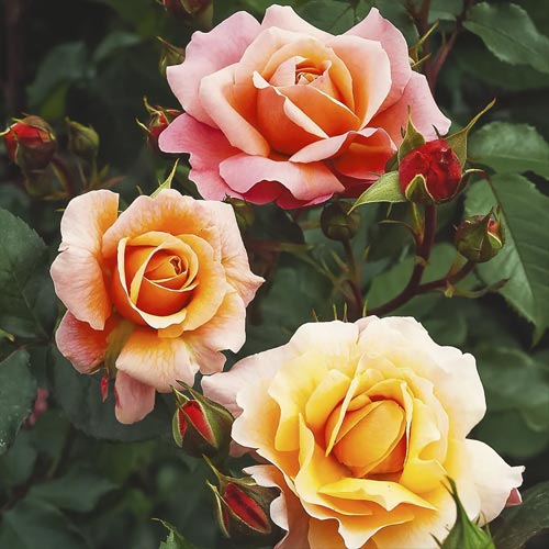 Vrtnica floribunda Marie Curie ®, С3 slika 1 članek 6176