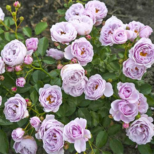 Vrtnica floribunda Nautica®, C5 slika 1 članek 6150