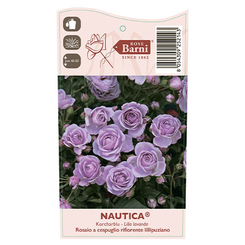 Vrtnica floribunda Nautica®, C5 slika 4 članek 6150