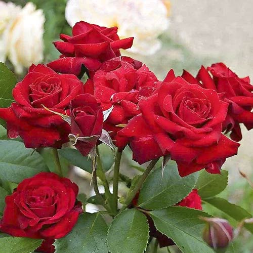 Vrtnica floribunda Niccolo Paganini slika 1 članek 6216