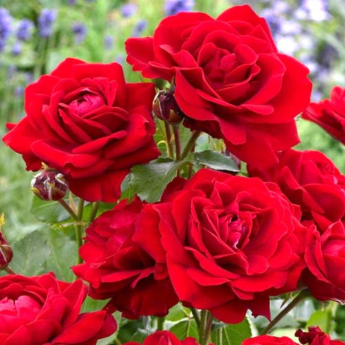 Vrtnica floribunda Nina, root ball slika 1 članek 2196