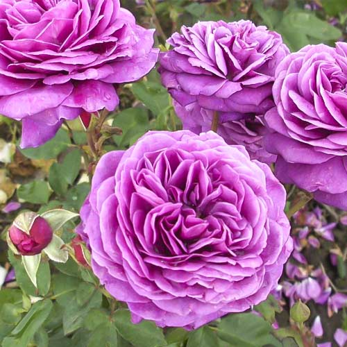 Vrtnica floribunda Old Port slika 1 članek 6217