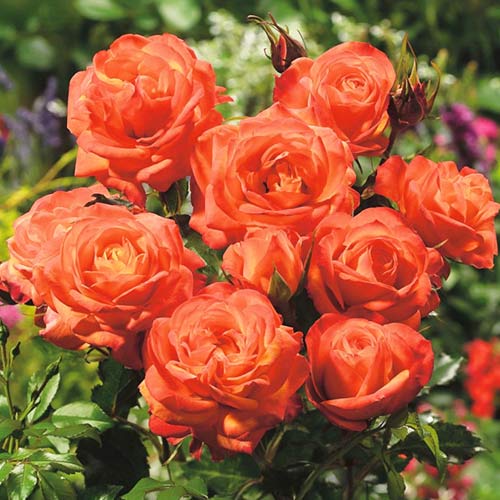 Vrtnica floribunda Orange, root ball slika 1 članek 3608