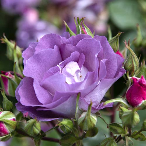 Vrtnica floribunda Pacific Dream®, C5 slika 2 članek 6148