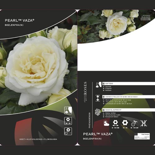 Vrtnica floribunda Pearl Vaza ®, C3 slika 2 članek 4977