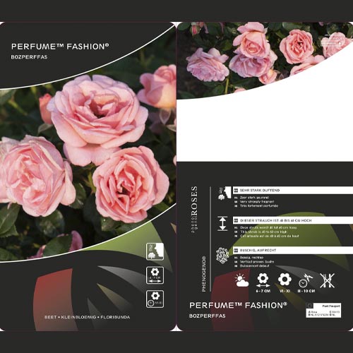 Vrtnica floribunda Perfume Fashion ®, C3 slika 2 članek 4978