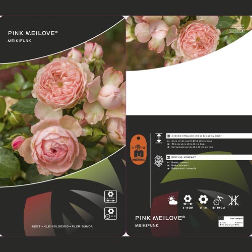 Vrtnica floribunda Pink Meilove ®, С5 slika 2 članek 4554
