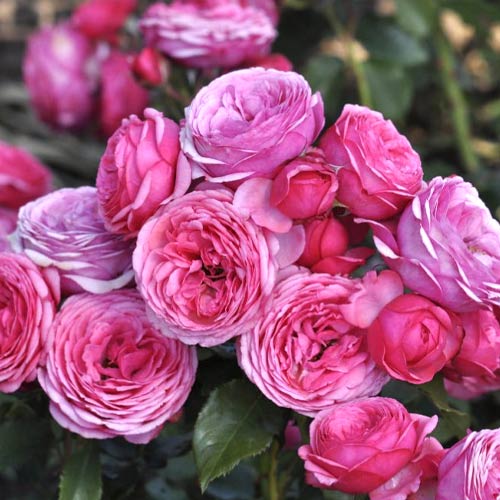 Vrtnica floribunda Pink Vaza ®, C3 slika 1 članek 5004