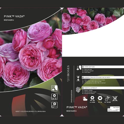 Vrtnica floribunda Pink Vaza ®, C3 slika 2 članek 5004
