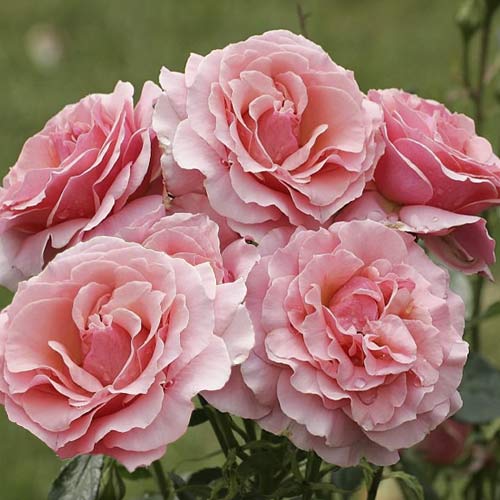 Vrtnica floribunda Poesie slika 1 članek 6219