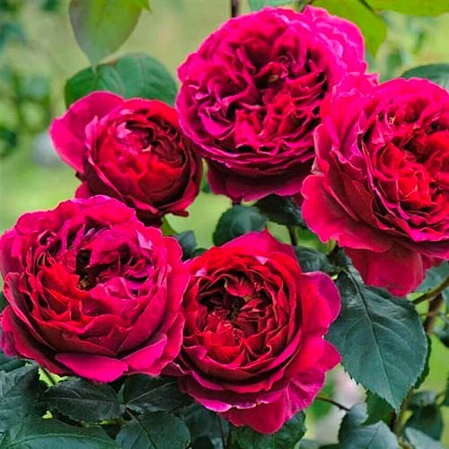 Vrtnica floribunda Pure Aroma ®, C3 slika 1 članek 2068