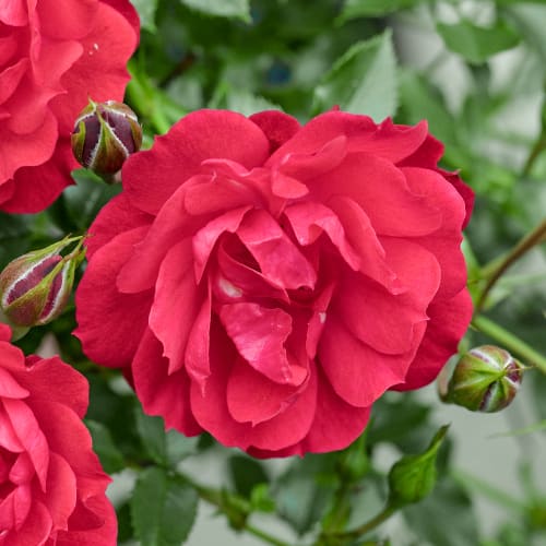 Vrtnica floribunda Raspberry Royale®, C3 slika 1 članek 5444