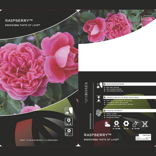 Vrtnica floribunda Raspberry ™, С3 slika 3 članek 6178