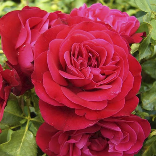 Vrtnica floribunda Red Meilove ®, С3 slika 1 članek 4555