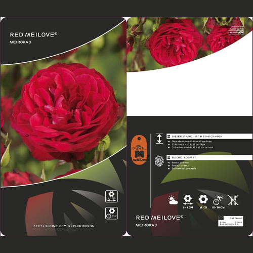 Vrtnica floribunda Red Meilove ®, С3 slika 2 članek 4555