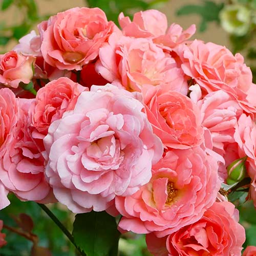 Vrtnica floribunda Salmon slika 1 članek 5883