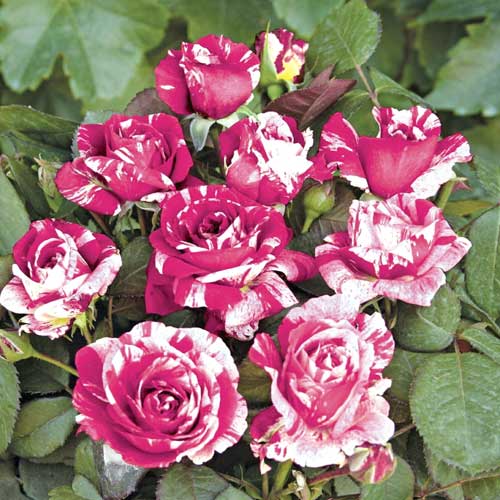 Vrtnica floribunda Scentimental®, C5 slika 1 članek 5516