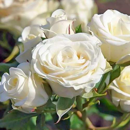 Vrtnica floribunda Schneewittchen ®, C3 slika 1 članek 5006