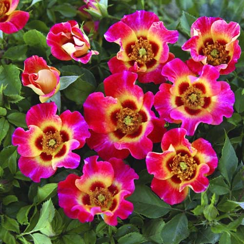 Vrtnica floribunda Sunshine Babylon Eyes®, C5 slika 1 članek 5517