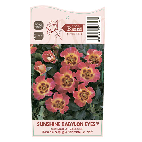 Vrtnica floribunda Sunshine Babylon Eyes®, C5 slika 3 članek 5517