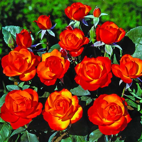 Vrtnica floribunda Tempi Moderni slika 1 članek 5518